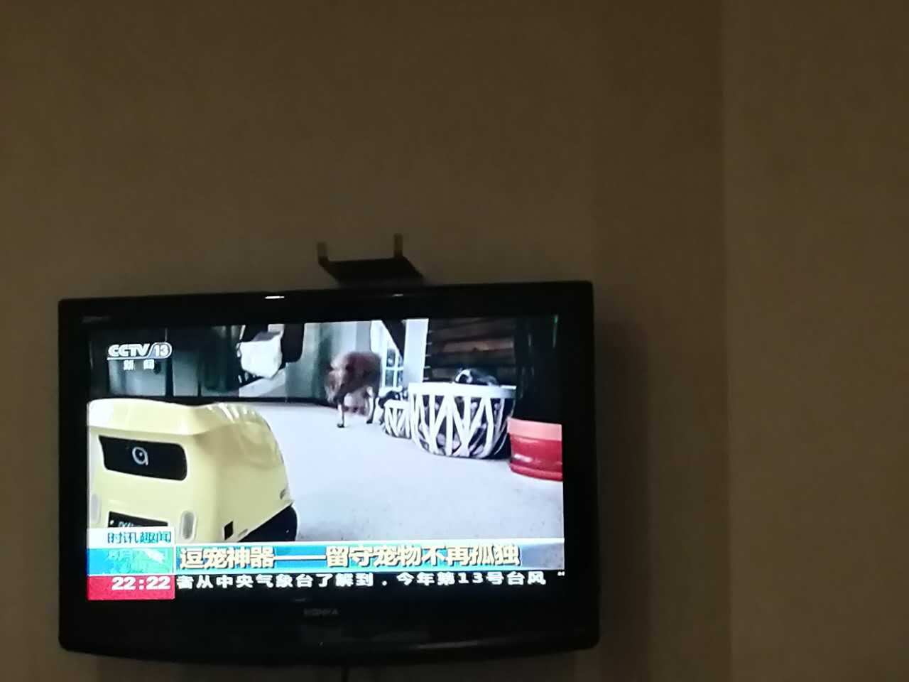 给力，小蚁智家宠物陪伴机器人意外上央视新闻走红！